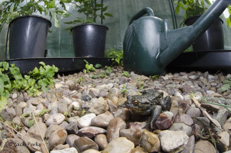 Common Toad (Bufo Bufo) by Jack Perks